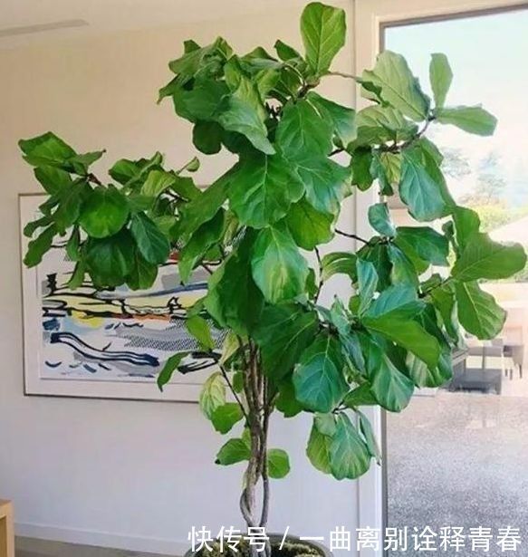 4种花好养又漂亮,比玫瑰美,比绿萝好养,花开不断怒放全年