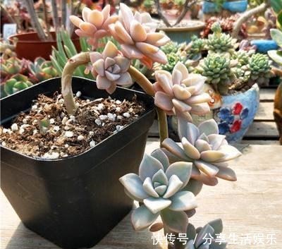 新手养什么多肉好这3种,好看好养,度夏无压力,长满一大盆!