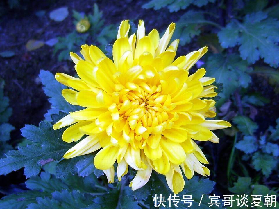 黄金搭档|枸杞的三个黄金搭档,每天泡水喝上几口,又补肾气又清肝