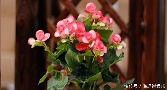 枝叶|家庭养花病虫害怎么办知道几个妙招,枝叶挺拔翠绿,不再生虫!