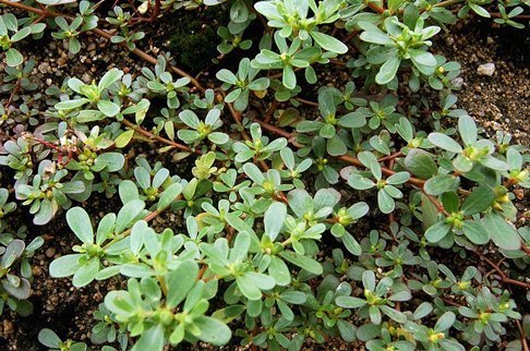 芋荷梗|这三种菜不常见,但改善糖尿病效果明显,很多疾病怕它们