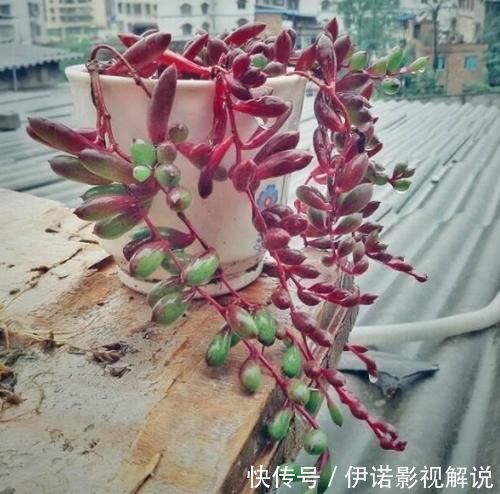 紫乐|紫色系多肉中的“小强”，皮实好养开花能力强，紫红的状态真漂亮