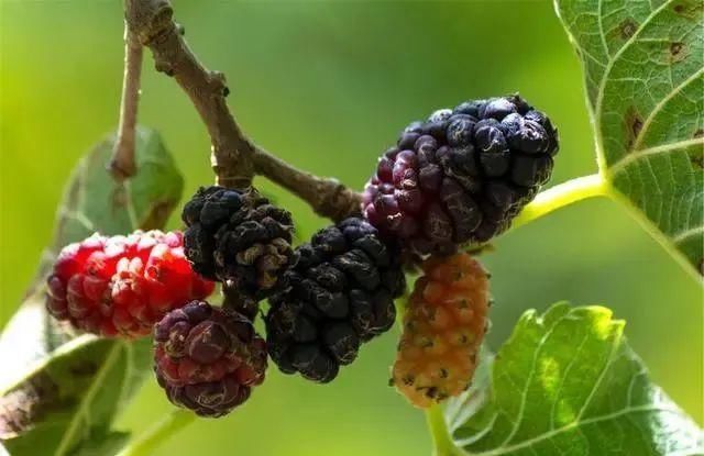 男性|老得慢的男性,通常会有四个“特质”,若你都满足,真替你高兴