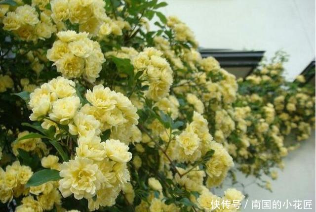 简直|家里养了这些花,简直美哭了