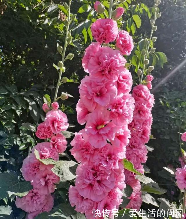 风雨兰|夏季的开花劳模,越热越开爱花,很好养,又漂亮