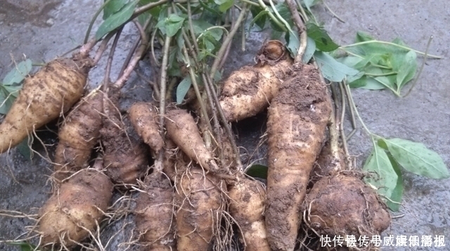 见到此草尽量移植,别铲除,因为块根很珍贵,70元一斤