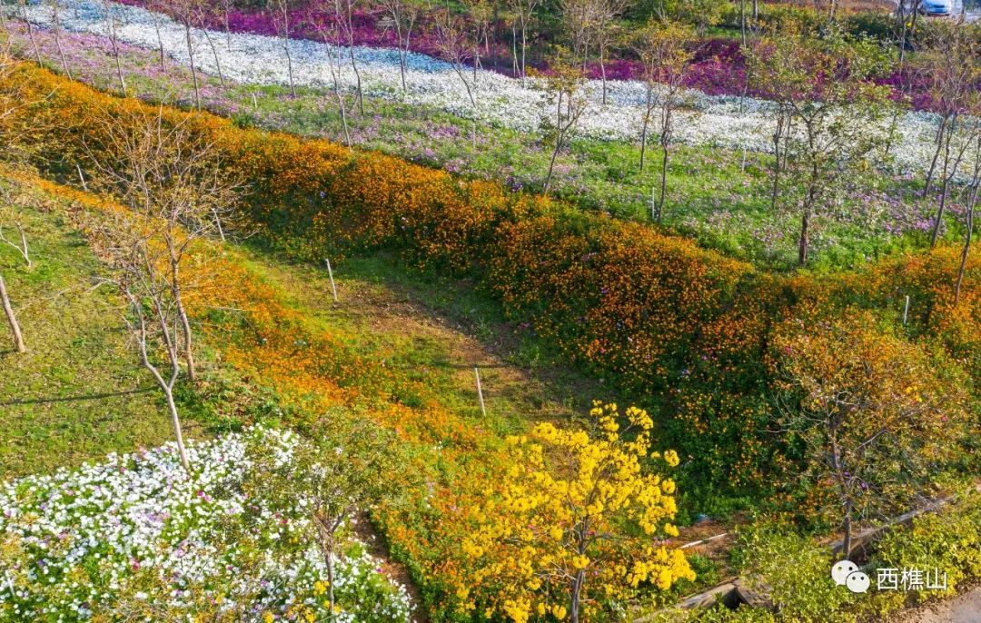 美爆了，佛山黄金风铃木绚烂绽放！花期短，多图带你赏→