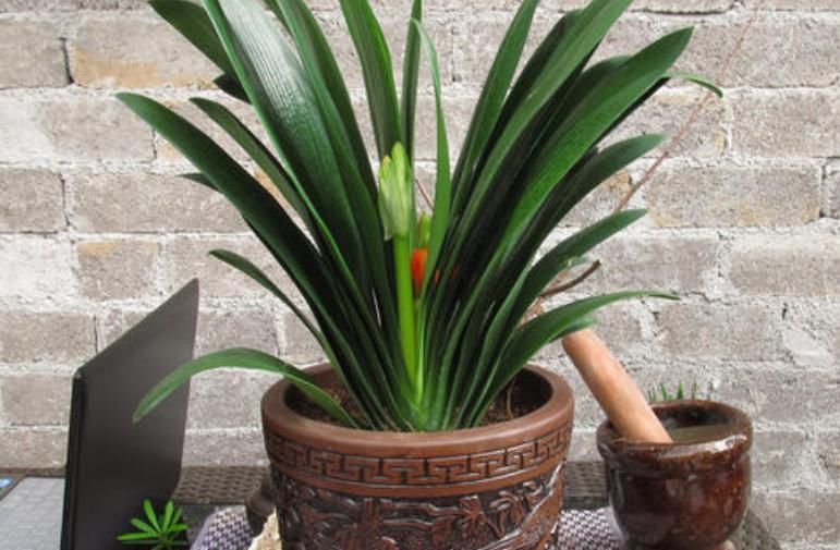 君子兰迟迟不开花别着急，几招催花方法，让君子兰砰砰开花