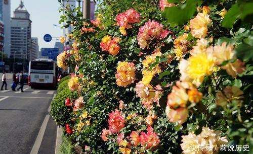 月季花|路边碰到修剪2种花，讨点枝条带回家，扦插成盆栽开花美极了！