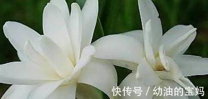 什么花适合放在卧室,卧室养花的注意事项