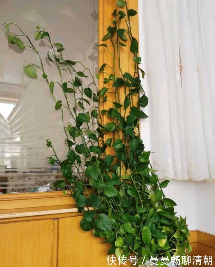 春季养绿萝，要注意“3点”，叶子更翠绿旺盛，容易爆盆
