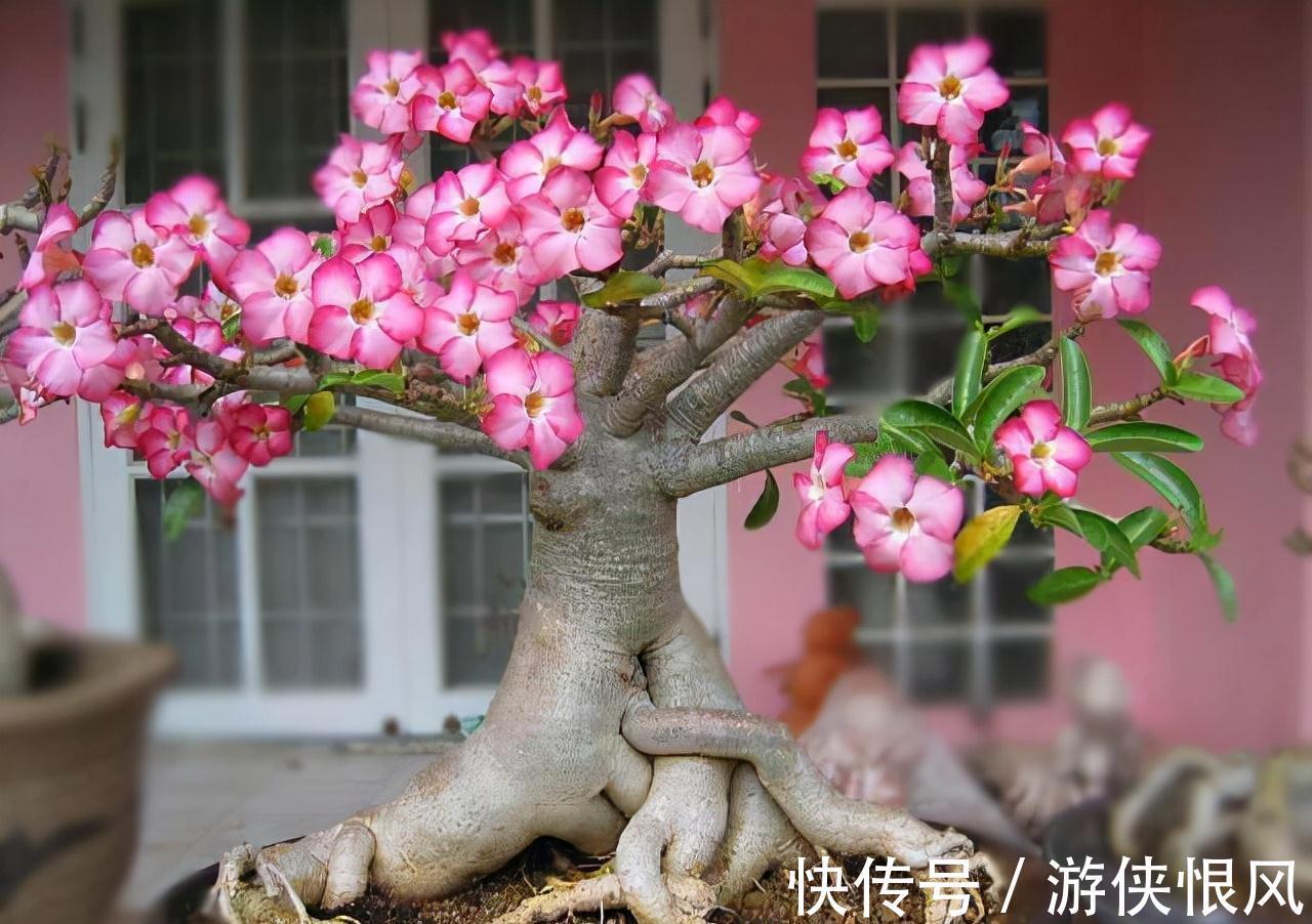 天气冷气温低,这些花要干养,少浇水才不易受冻和烂根