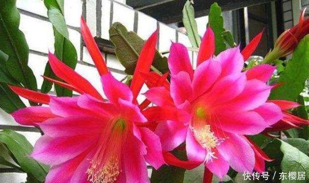 4种花被称为开花劳模,365天开花不断,花朵烂漫迷人