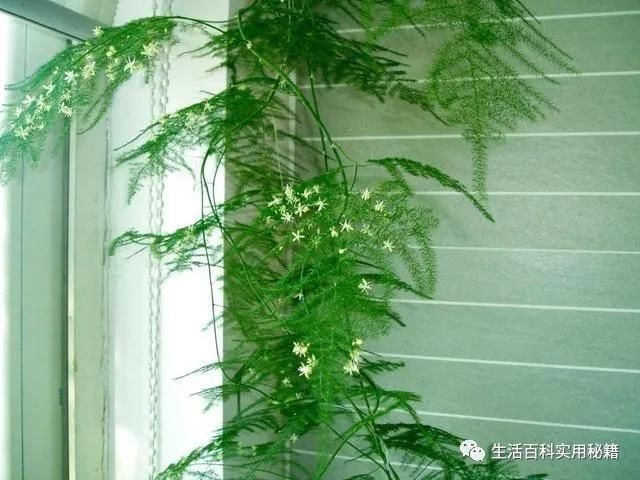 家里文竹发黄快死了，媳妇用了这1招，立马起死回生