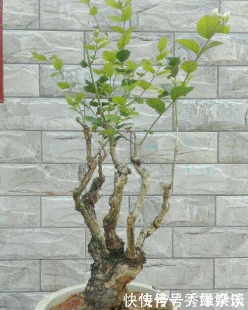 养茉莉花,盆里放几粒“小东西”,花儿怒放、芳香,一年开花不断