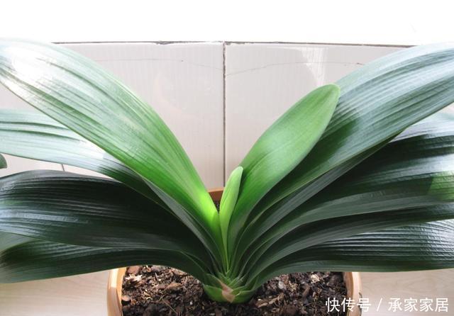 烂根|冬至后养花,记住4个口诀,花卉不黄叶、不烂根,新叶蹭蹭长