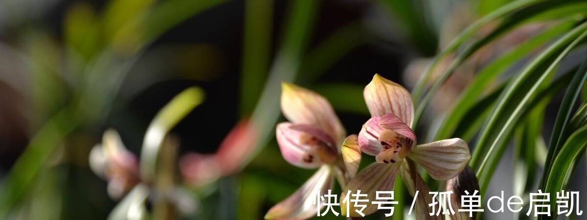 雨水|夏天养兰花,要注意五点要素,难养的品种也可以驾驭好