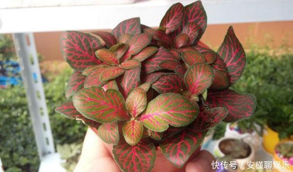 花农|花农养花为啥成本这么低学会用小苏打,几十盆都花不了2块钱