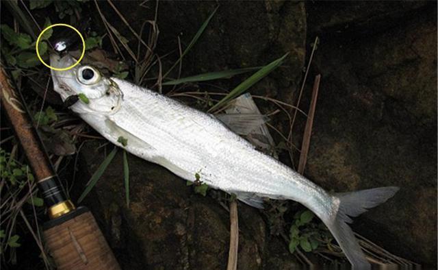 “米级翘嘴”的懒人钓法,没钓过大翘嘴,试试民间这些“土方法”