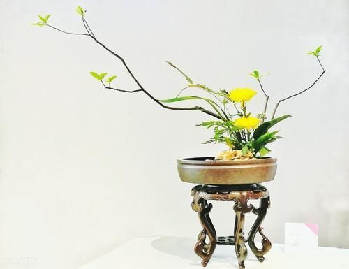 发育不良|养护盆景，几件犯忌的事不能干，干了任意一件，盆景不死也遭大难