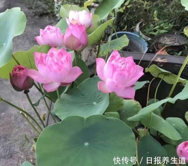 花卉|5种花,因有“独特用处”而被忽略颜值,其实养在家里开花特漂亮!