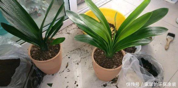 养君子兰,把这几样东西丢盆里,花朵、新芽不停冒,叶子油亮亮
