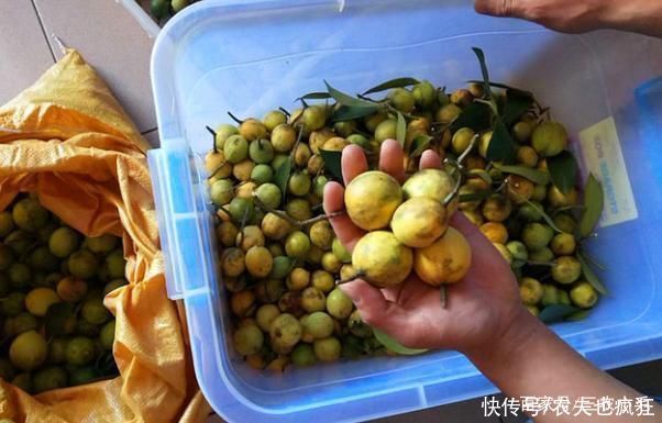 牙齿|形似山竹通体金黄，多吃牙齿会变黄，儿时用它下饭，如今很少人种