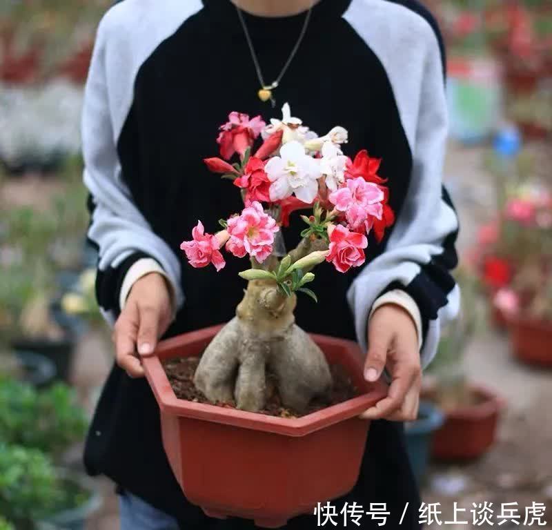 家里养沙漠玫瑰,春天做好“两多一少”,开花多又美