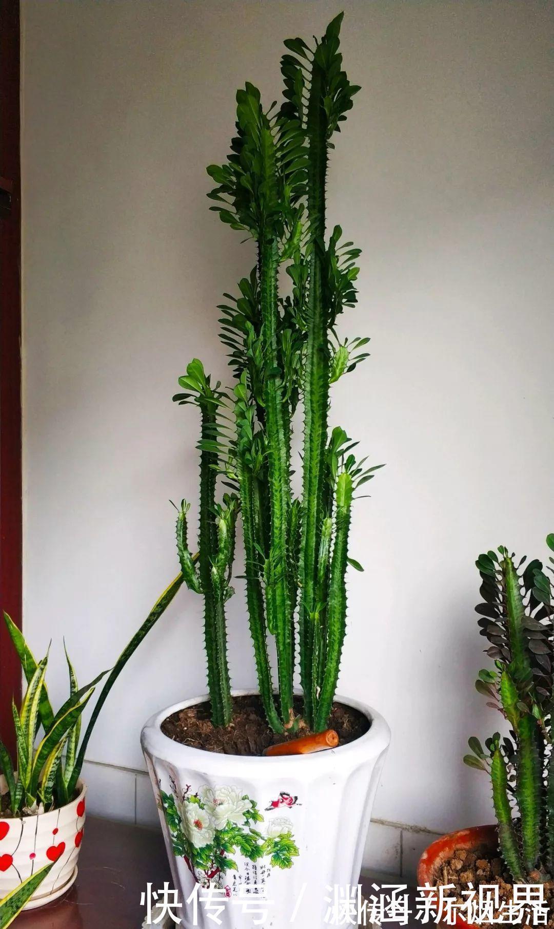 会养花的人都选它，耐旱又好活，2年养成小树桩！