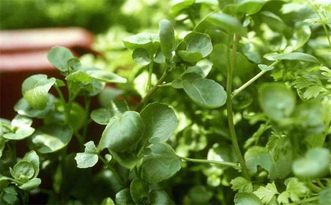 豆瓣菜|女性不想老太快,常吃以下食物,排毒护肝,保护血管,美味又健康