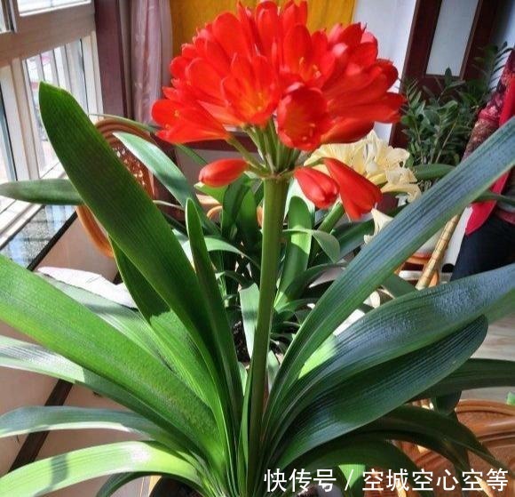 肥料|君子兰依赖“2种水”,半月浇一次,叶片四季肥厚,开花多不夹箭