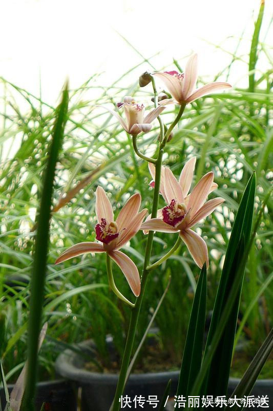 彩纸|喜欢玫瑰,不妨养“珍品玫瑰”彩纸口红,花开似唇彩,鲜艳夺目