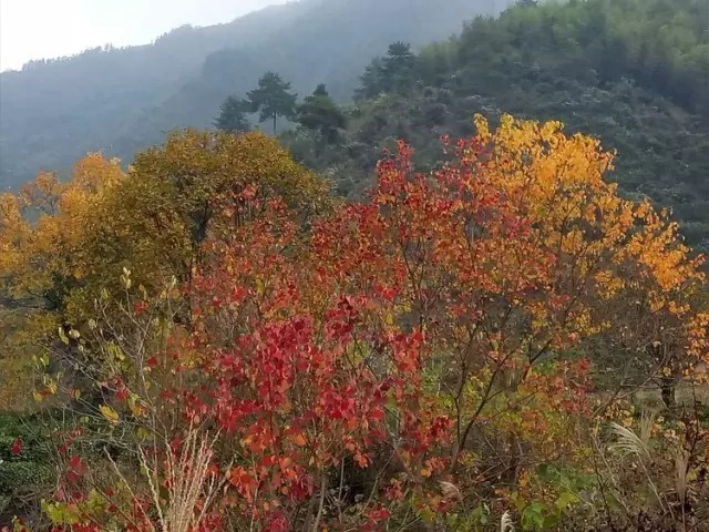 长溪村|婺源赏枫长溪村，石城游记