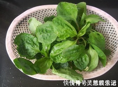 暑热泄泻|车前草药食同源,车前草有哪些功效和作用,车前草怎么吃?