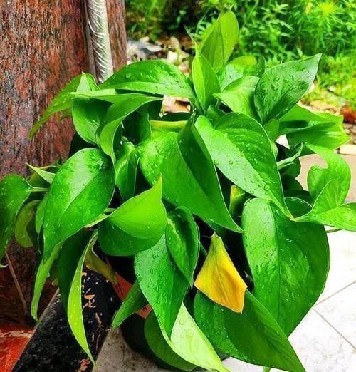 养文竹|6月后,7种花要远离阳台,不然“黄叶”没商量