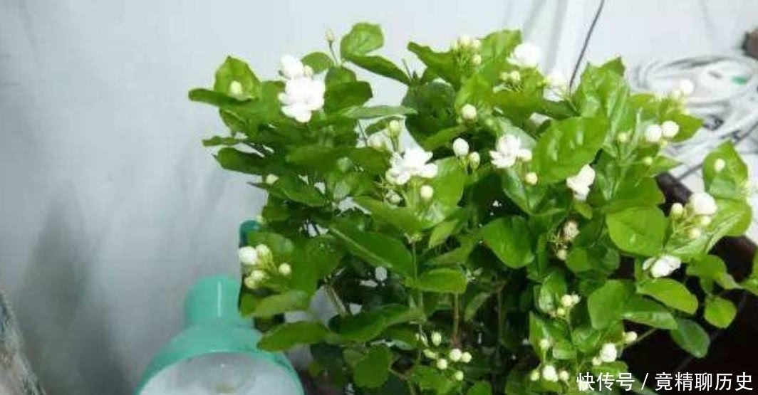 养护|想让“茉莉花”再次开花,按照“3点”进行,花朵多香味浓!