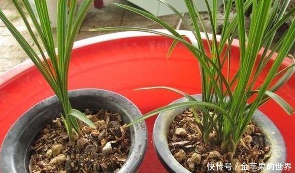 它可做成餐桌上的美味,养花人的盆栽,外壳还能增强土壤透气性!