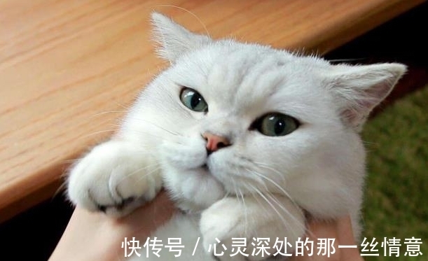 古人！我们为何不敢吃猫肉？古人早已试过，不是不敢而是不能