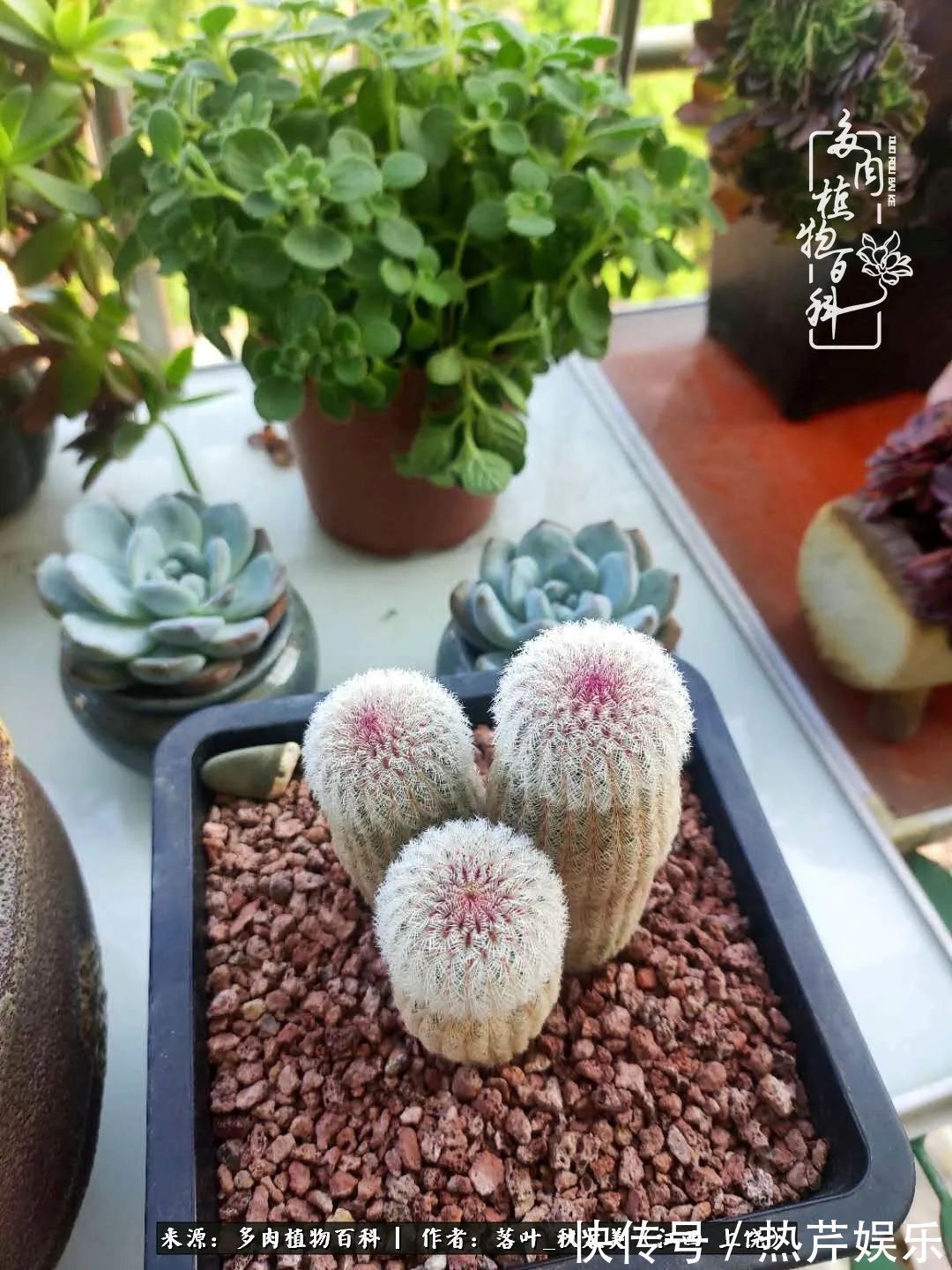 红太阳|养多肉秋天景天坑，夏天球球坑，人生百味都想尝！