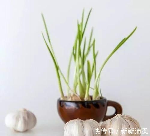 一个芋头芽,埋在花盆里,10天长成大盆景,比龟背竹还漂亮