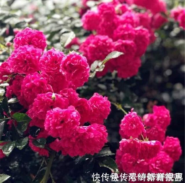 玫瑰香|此花比玫瑰香、比牡丹艳,花团锦簇,一开就是大半年,特别好养!