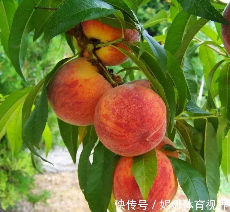 食物|中老年人多吃这些食物，对身体有好处