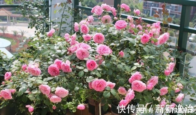 复合肥|养花必备“3种肥”,啥花都能用,每月花盆撒一点,嗖嗖爆盆!