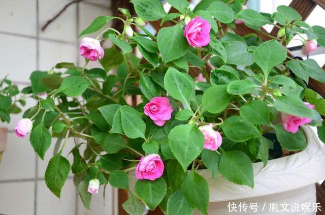 太傻了!这3种“废水”全扔了,用它们浇水,不花钱也能养好花!