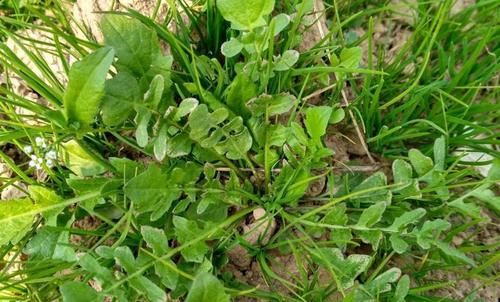 中薪|惊蛰过后，多吃这2红2绿，家人身体健康，顺应时节，别不懂吃