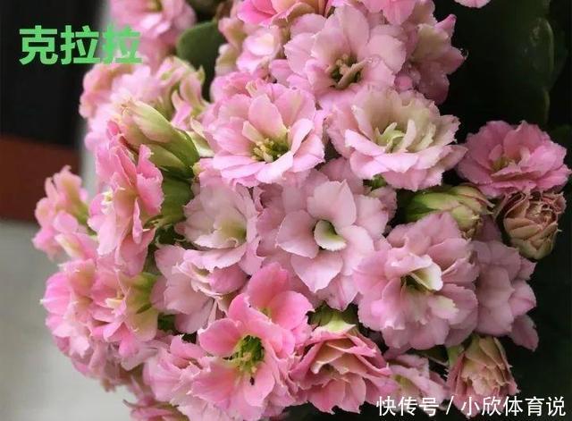 这种花品种多，花型好，养了你就爱上了！