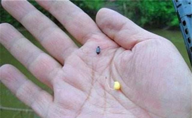 饵料|野生大鲫鱼十分稀有,分享几个“独门绝技”,有大鲫鱼就能钓到