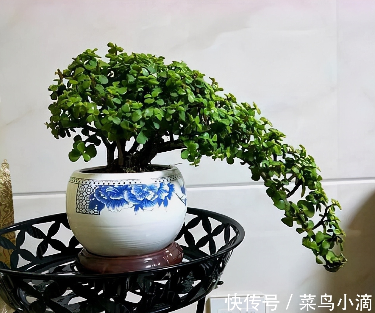 九种“皮实花”，多晒少管长得好，养成老桩更高档，绿萝没上榜