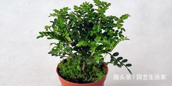 现在就种这三种树,碰土就活,年前长成小盆景!