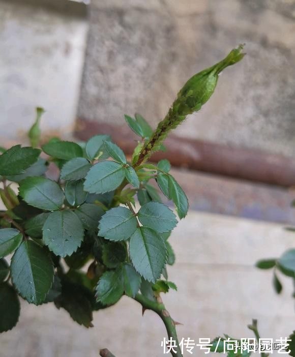 立春养月季，买苗子还是买老桩？综合考虑，苗子好成活率高